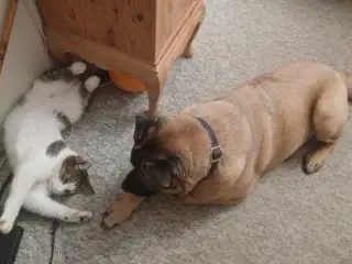 Shar pei/malinois 