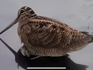 Skovsneppe til udstopning