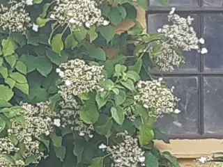 Klatrehortensia 