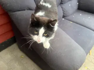 Kattekilling 
