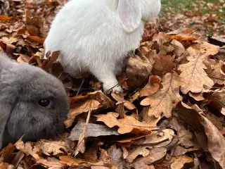 Minilop kaniner sælges