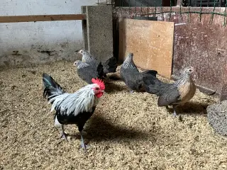 Mini dværghøns