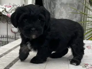 Lhasa Doodle hvalpe