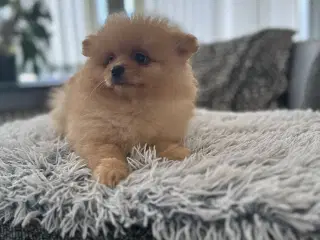 Hej 1 søde pomeranian-hvalpe søger kærlige ejere 
