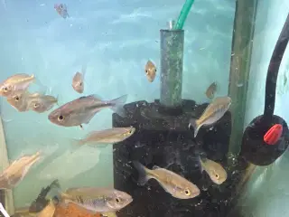 Regnbue fisk