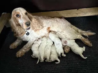 Engelsk Cocker Spaniel hvalpe 