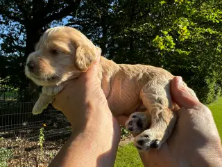 Cocker doodle lysebrune hvalpe