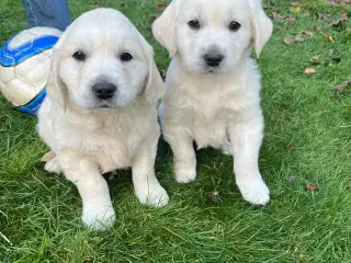 Golden Retriever hvalpe sælges