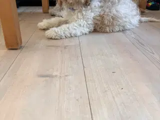 En Cockapoo han hvalp til 