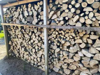Bøgebrænde