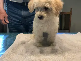 Mini doodler
