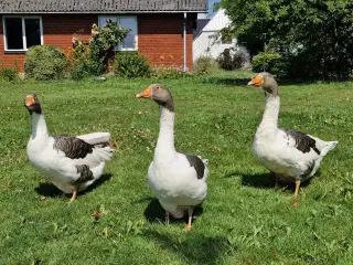 Gæslinger, ægte Landgæs