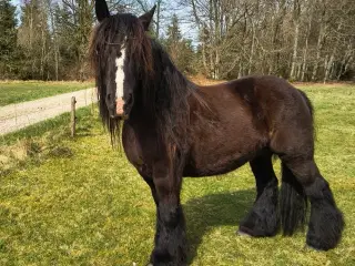 6 års sort jydehoppe med rødt pas