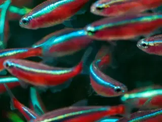 RØD NEON ((2 CM)) FÅ MÆNGDE RABAT