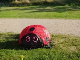 Mariehøne drage