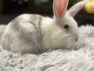 Blandingskaniner - Fransk Vædder/Løvehoved