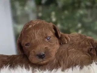 Labradoodle F1B