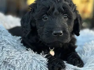 Golden doodle hvalpe 