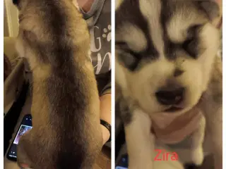 Husky hvalpe