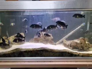 Akvarie: 350l m. fisk (Tropheus) lys, pumpe m.m. 