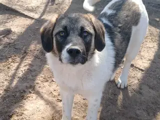 Smukke Savannah søger et hjem 🩷