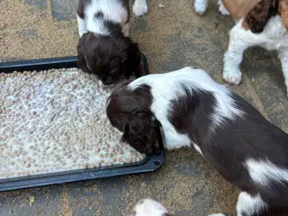Engelsk Springer Spaniel 