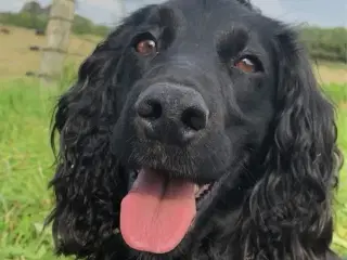 FT Cockerspaniel hvalpe sælges 