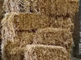 halm småballer Morten Korch 