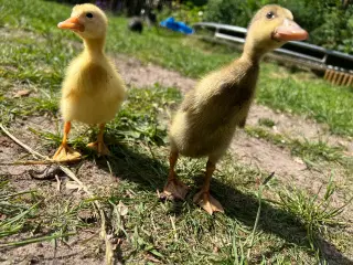 Løbeællinger 2 stk.