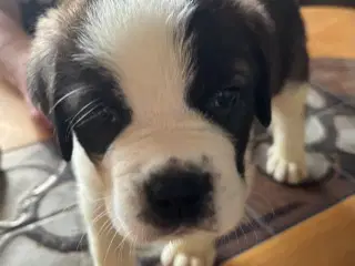 Kort håret Sankt Bernhard hvalpe