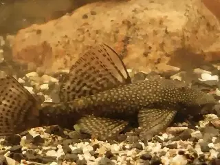 Ancistrus maller