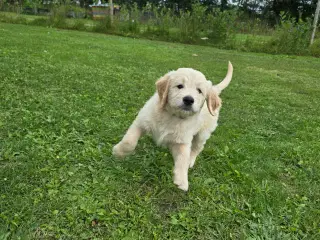 Goldendoodle han