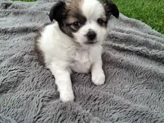 Chihuahua hvalpe 
