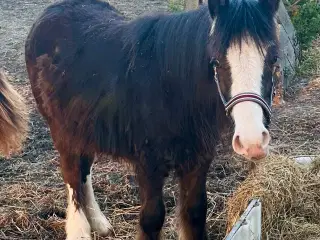 Irish cob hingsteplag