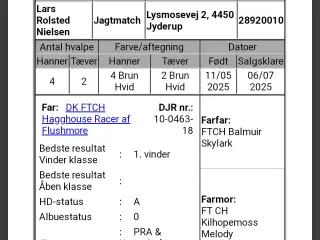 Ft springer hvalpe