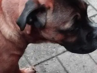 tæve blanding af dogue de bordeaux / cane corso