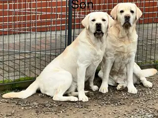 Skøn Labrador han sælges