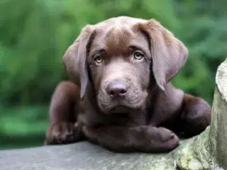 Unghund søges - gerne labrador