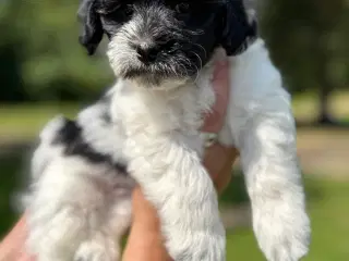 Lhasadoodle hvalpe, fra testede forældre.