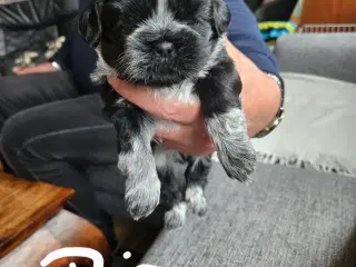 Skønne shih Tzu hvalpe 2 hanhunde og 2 tæver. 