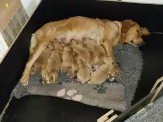 Golden retriver hvalpe familie og jagthunde 