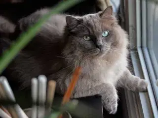 Katte søger nyt hjem 