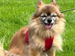 Søger en magen til min hund tulle 