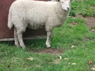 Gimmerlam 