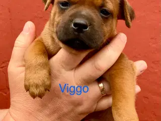 Staffordshire Bull Terrier hvalpe med DKK tavle