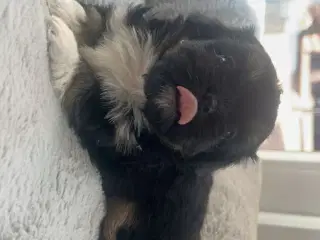 Shih-tzu / Bichon Havanaise