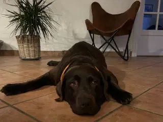 Labrador hundehvalpe