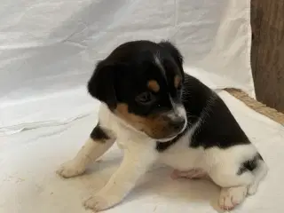Dansksvensk gårdhundehvalpe