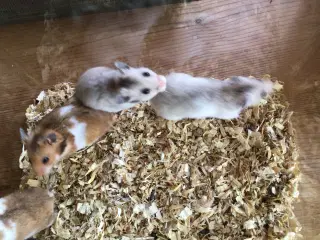 Guldhamster 