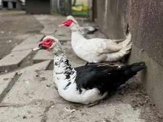 Moskusænder til salg fra 250kr i 6818 Moskusanden 